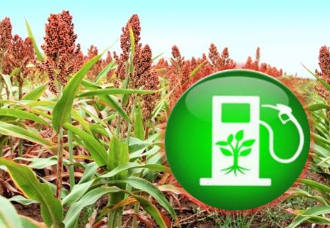 Зернове сорго  (Sorghum bicolor)  формує  високі врожаї за несприятливих ґрунтово-кліматичних умов та  може ефективно використовуватись  для виробництва біопалива 