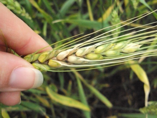 Оперативна інформація щодо фітосанітарного стану посівів зернових колосових культур  від Інституту захисту рослин НААН