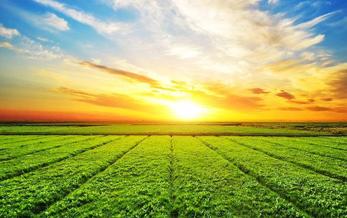 Україна активно підтримує позицію ЄС щодо зниження використання агрохімікатів на 50%