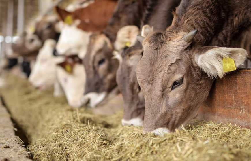 Науковці Інституту сільського господарства Полісся досліджують вплив генетично модифікованих кормів на якість і безпечність продукції тваринництва 