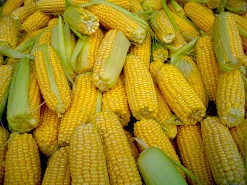 Темпи експорту кукурудзи з України в поточному сезоні - найнижчі за останні кілька років