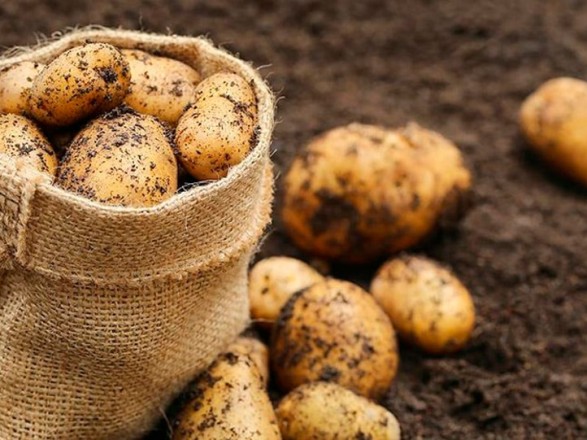 Науковці Інституту картоплярства НААН прогнозують врожайність картоплі вищу, ніж торік