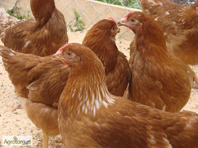    �������� ����������� ����������� ����������� ������� ��������� ������� ������������ ����������� ���� ����� � ������ � �������� ������� ��������   