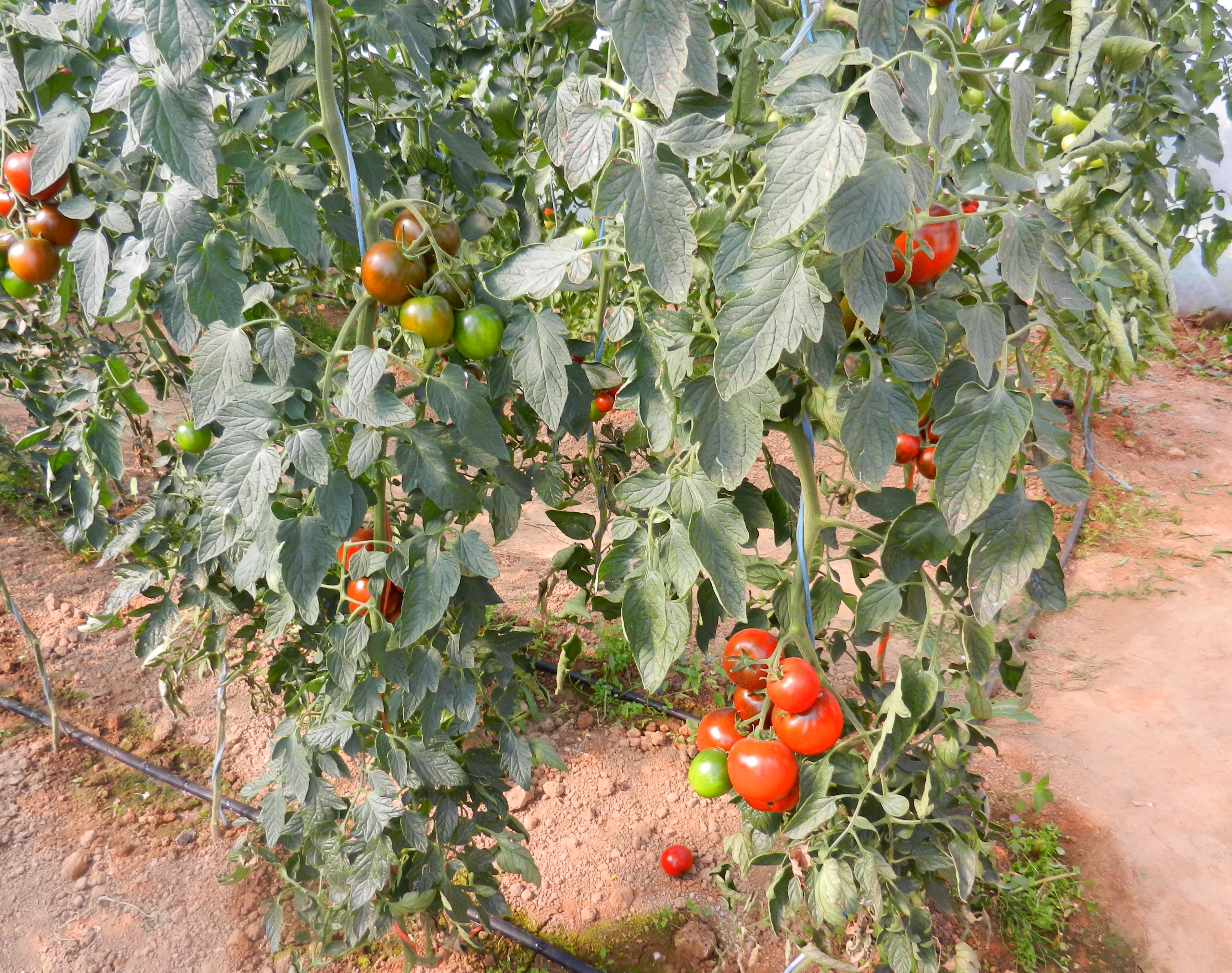 День поля «Перспективні овочеві культури» День поля «Перспективні овочеві культури»
