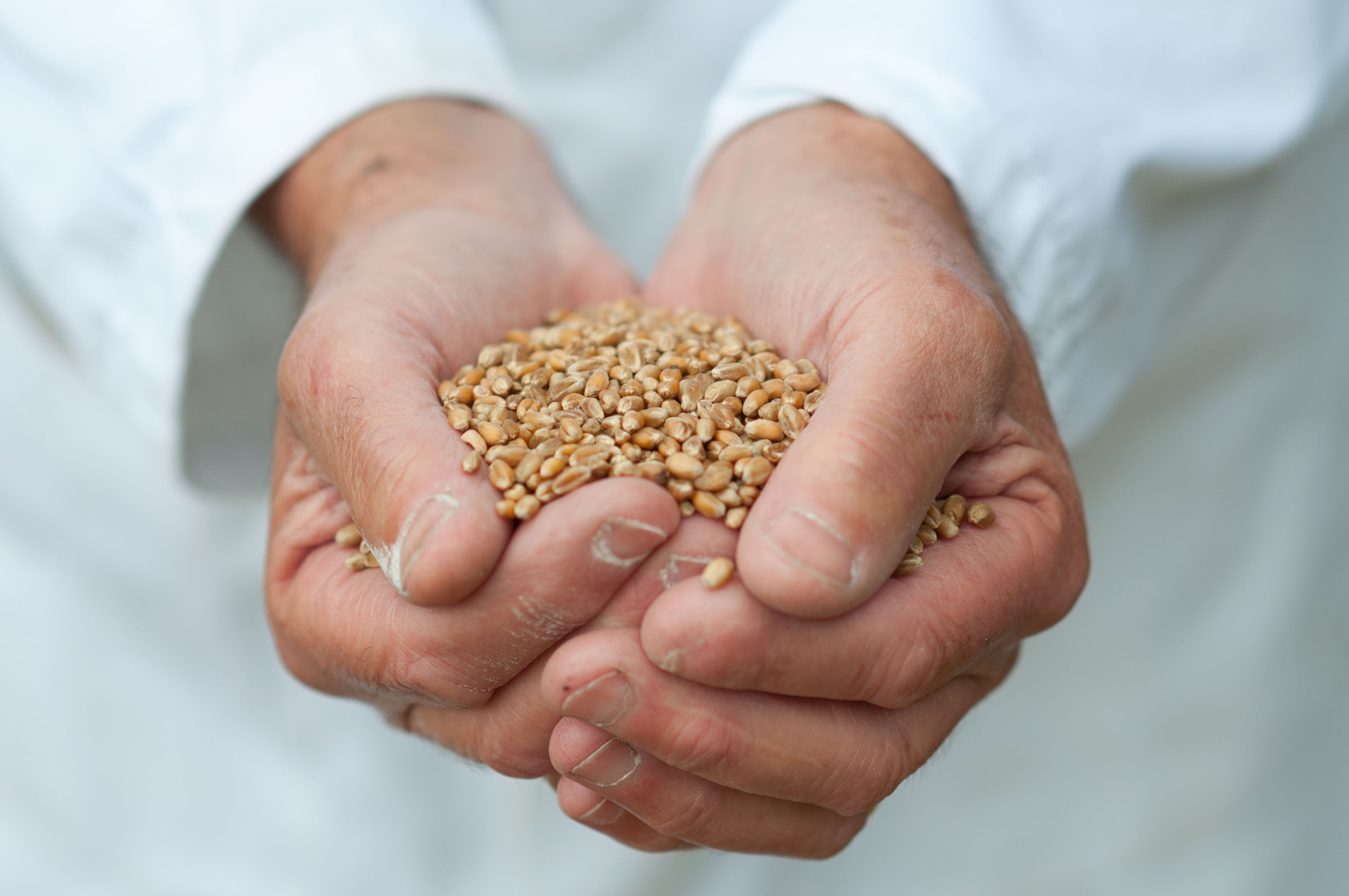 Намолочено 34 млн тонн зерна нового врожаю