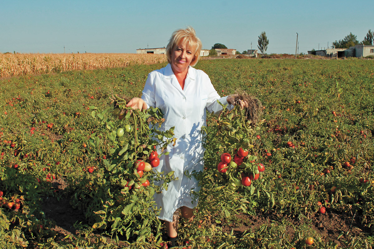 Селекційна робота по створенню неперевершених «херсонських помідорів» - один із важливих напрямів роботи Інституту зрошуваного землеробства НААН