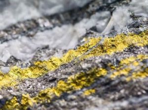 В Австралії виявлені мікроскопічні гриби, що виділяють золото