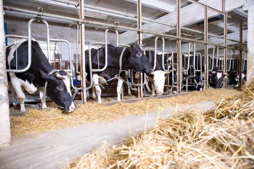 До 2030 року виробництво молока в Україні може зменшитися на 12% – Інститут аграрної економіки