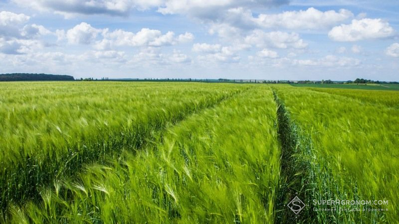 Посівами озимих та ярих зернових поширюються хвороби та шкідники