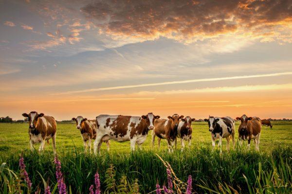 Цікаво: тваринництво, що відверне зміни клімату?