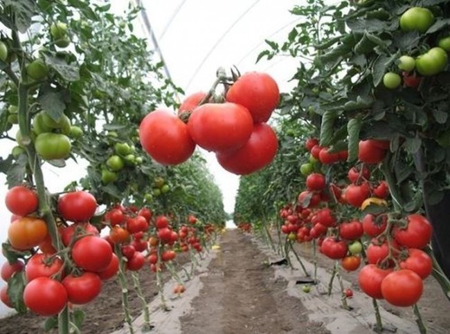 Українські овочі здатні конкурувати з іноземними сортами не лише на внутрішньому,але й на зовнішньому ринку