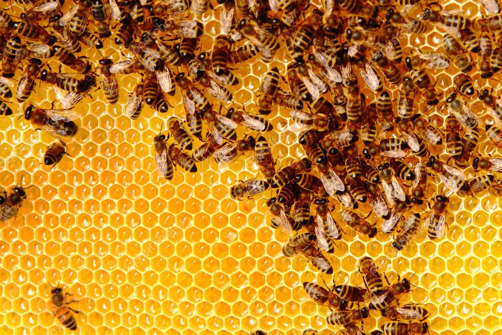 Бджоли масово гинуть через клімат і неякісні ззр, - Олена Cіренко