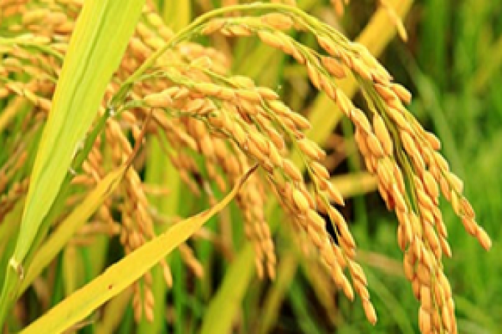 Потрібно стимулювати виробництво рису, а не його ввезення - Володимир Дудченко