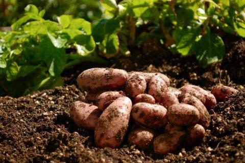 В Україні під загрозою вирощування картоплі