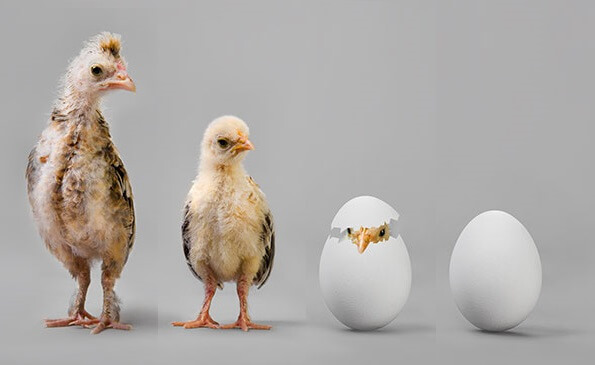 2019 року у тваринництві збільшиться лише виробництво м’яса птиці та яєць – Інститут аграрної економіки
