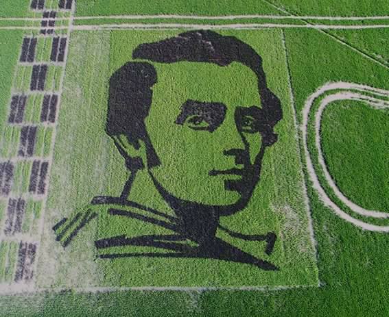 У Херсонській області за допомогою рису з чорним листям на зеленому полі виростили портрет Тараса Шевченка площею 1370 кв.м.