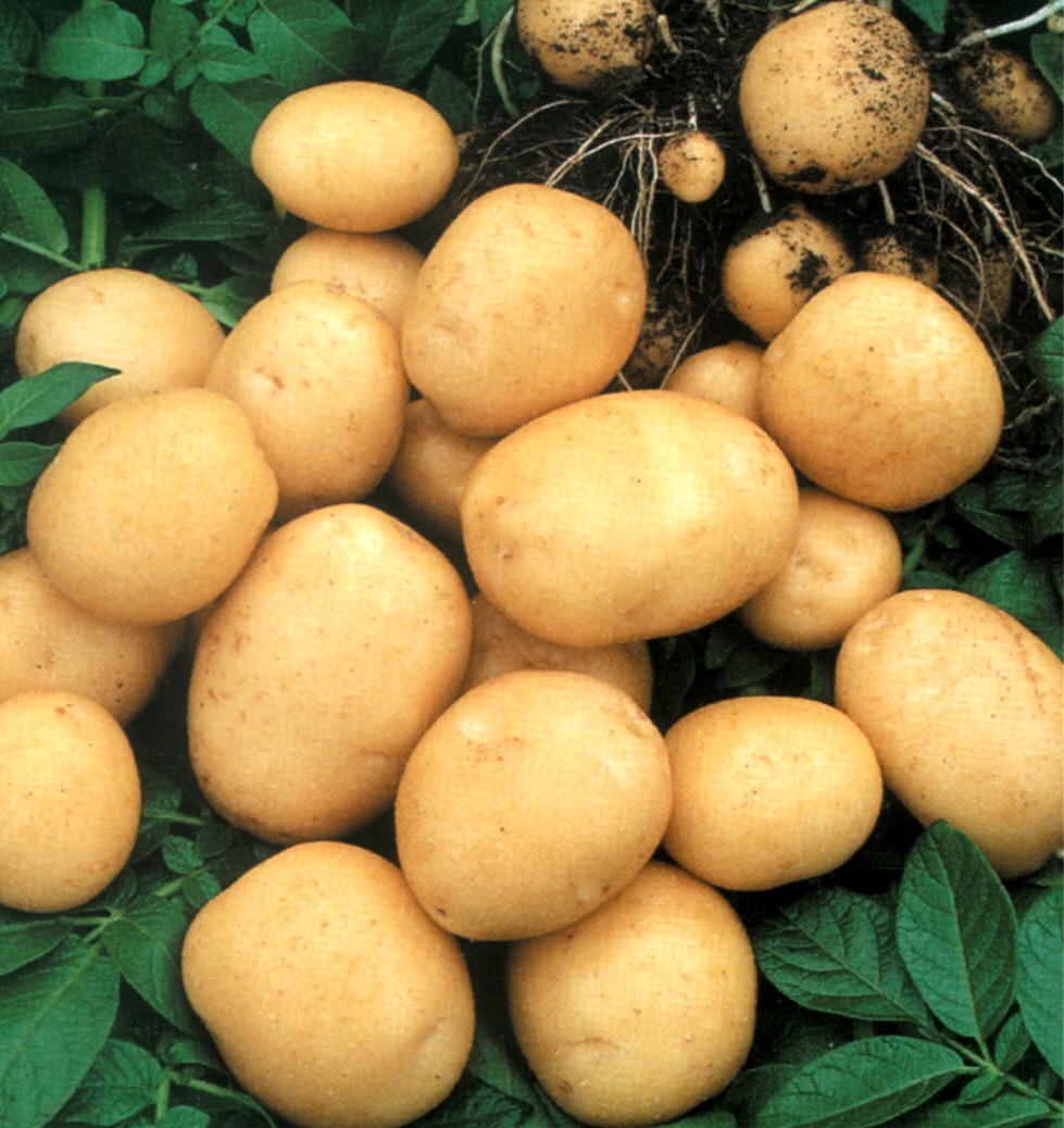 В Україні зібрали вже майже 2 млн тонн картоплі