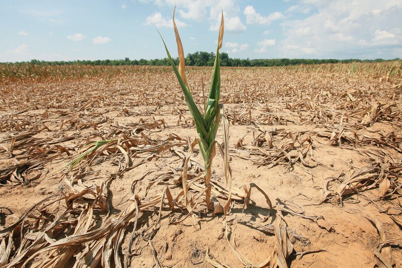 Кукурудзяні несподіванки: як вплине на врожай аномальна спека - думки експертів