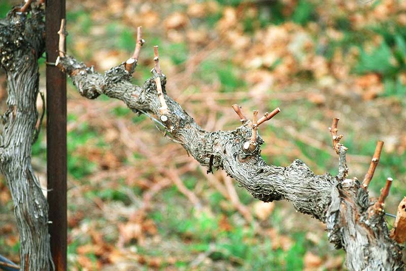Довідка про стан виноградників на півдні України на 5 квітня 2021 року:  розвиток рослин у поточному році буде розтягнутим у часі