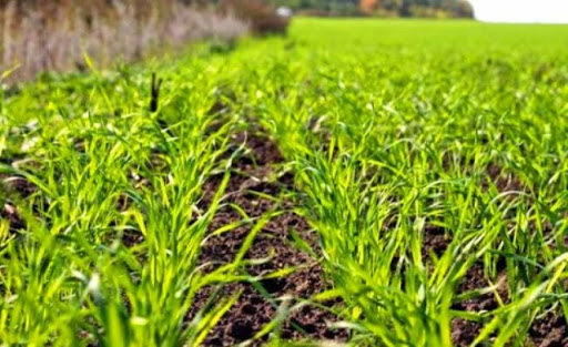 Про агрометеорологічні умови та стан посівів сільськогосподарських культур в Україні на 24 квітня 2020 року — аналітична довідка