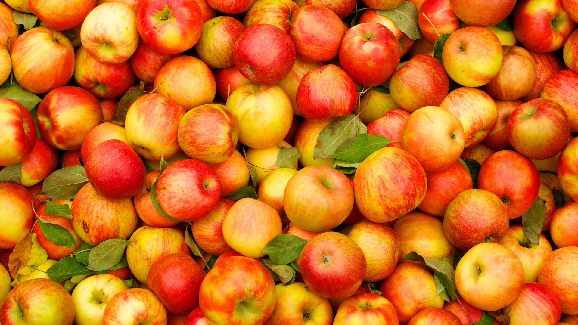 Україні прогнозують рекордний урожай яблук