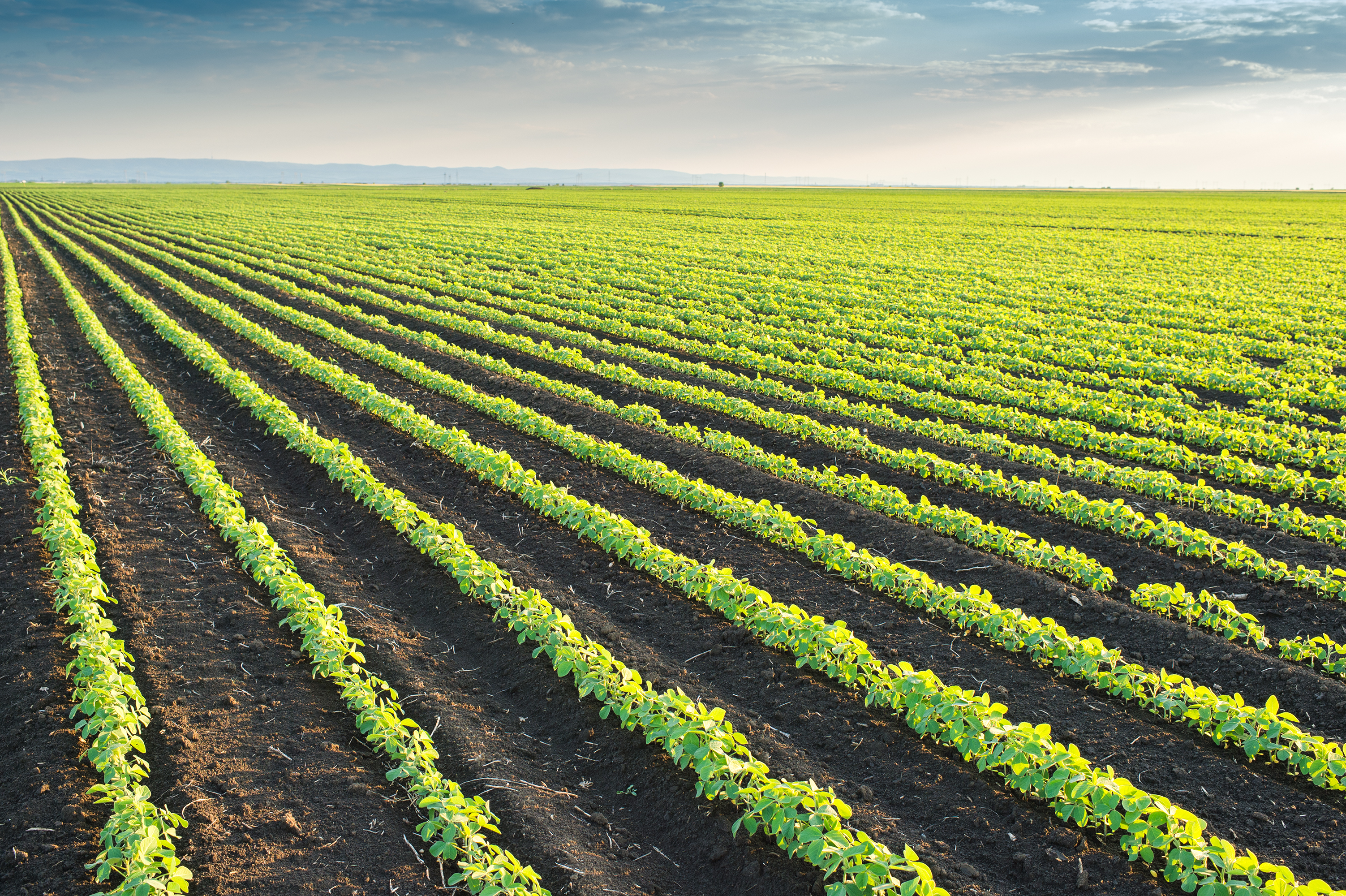 «UKRAVIT» виводить на ринок новий фунгіцидний протруйник для зернобобових