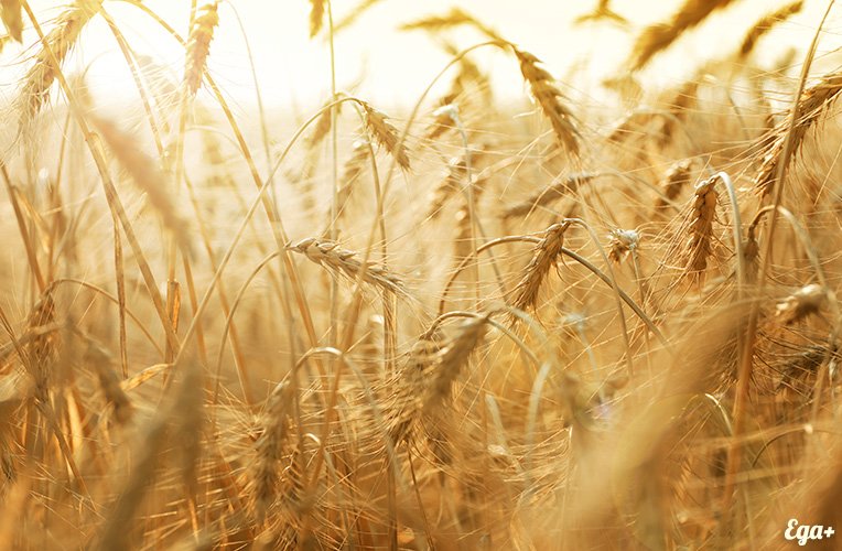 Причина низьких врожаїв в Україні - велика кількість сортів пшениці
