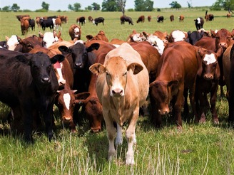 Скорочення поголів'я великої рогатої худоби цього року неминуче, - Іон Морару, засновник Школи м'ясного скотарства