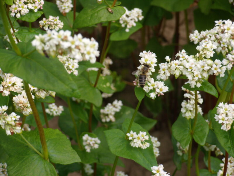 ������������ ���� ������ �����, ����������� ��������� ������ �� ���� ������ � ����� �� ˳������� � ������ 2020 ����