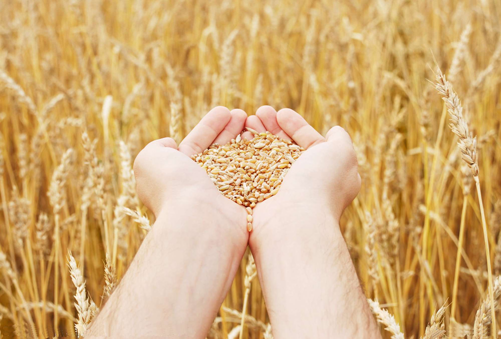  Намолочено 10 млн тонн зерна нового врожаю