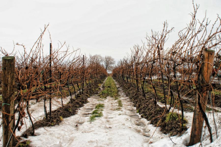 Довідка про стан виноградників півдня України  ( на 1 березня 2021)
