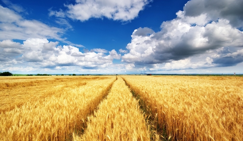 Про агрометеорологічні умови та стан посівів сільськогосподарських культур в Україні на 4 жовтня 2019 року