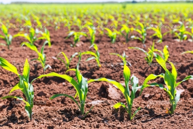 Кукурудзою вже засіяно 78% прогнозованих площ