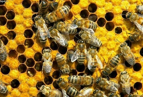 Бджолярі України втратили 120 млн грн через загибель бджіл   