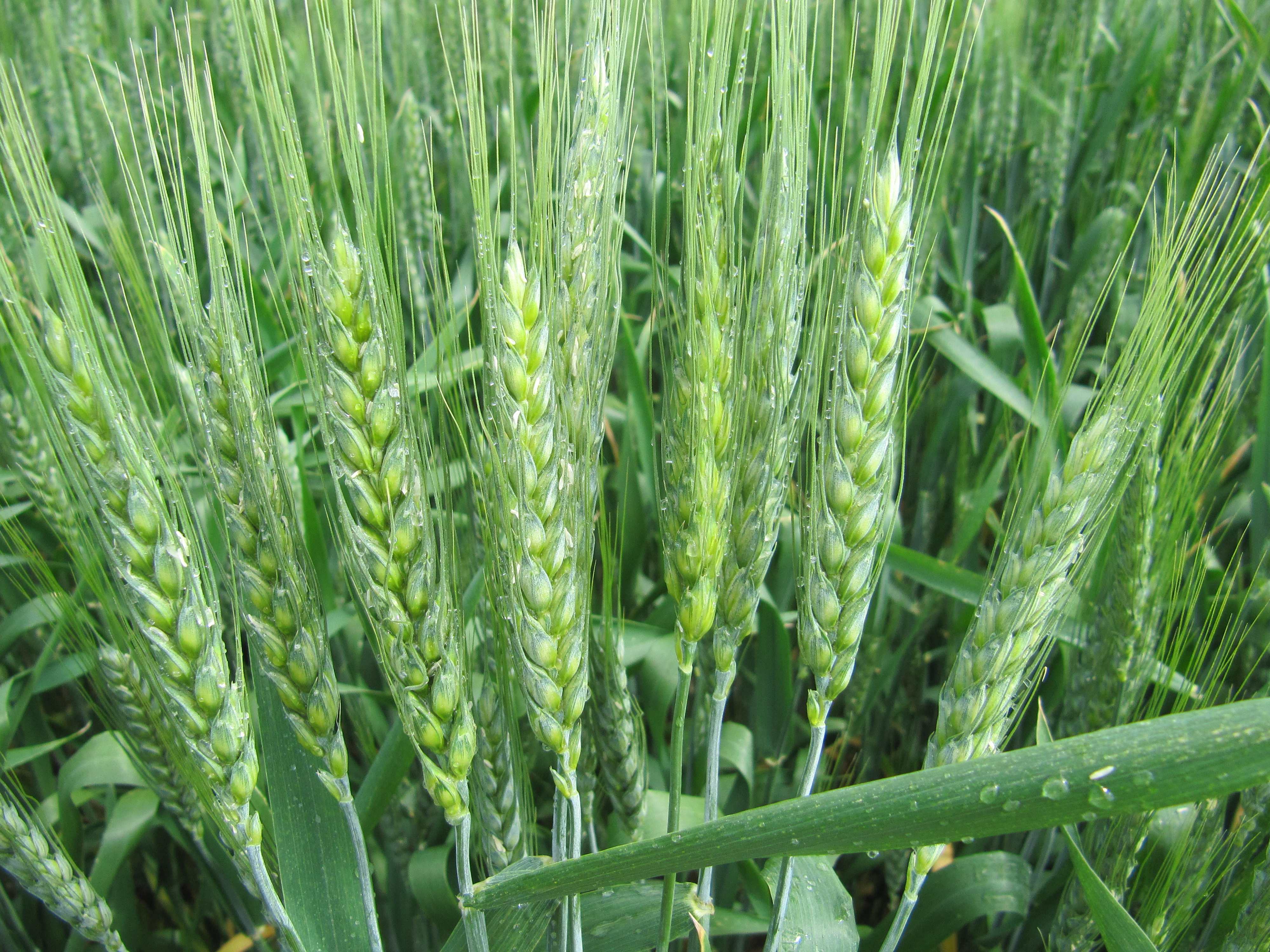 На результатах досліджень визначено оптимальні для різних зон типи сівозмін для пшениці озимої