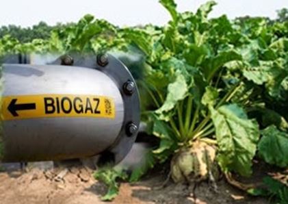 Кормові буряки які мають високий енергетичний потенціал та є однією з найбільш ефективних традиційних для України культур для виробництва біоетанолу та біогазу