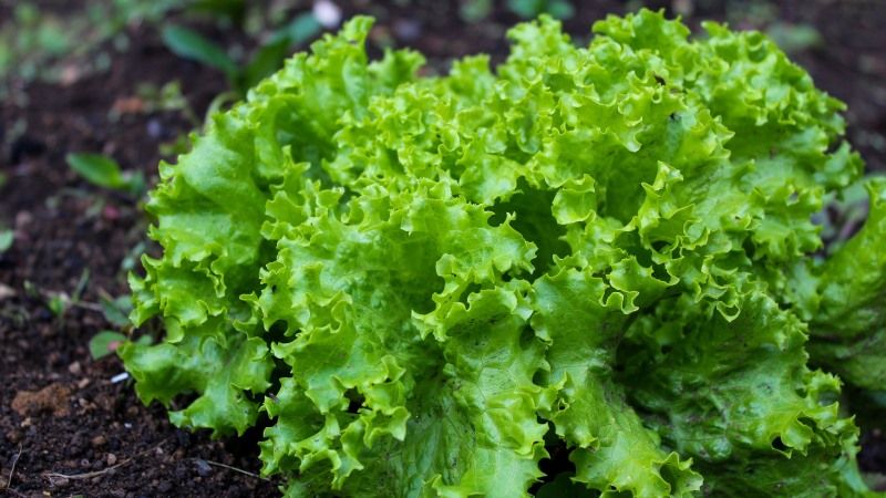 Науковці дослідної станції «Маяк» Інституту овочівництва і баштанництва НААН  вивели нові сорти салату з урожайністю 9,5 т/га