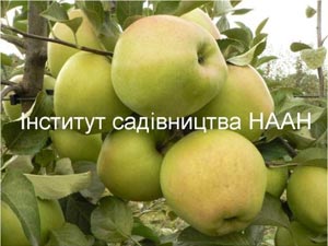 Науковці Інституту садівництва НААН розробили фенопрогнозну систему екологічно безпечного захисту яблуні від парші та інших хвороб 