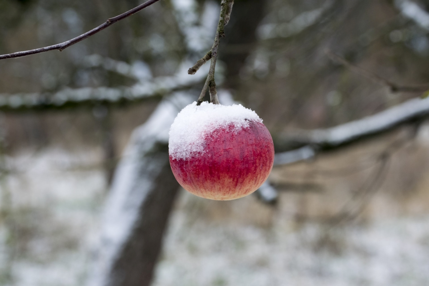 До 2030 року Україні прогнозують місце серед 15 найбільших виробників яблук у світі