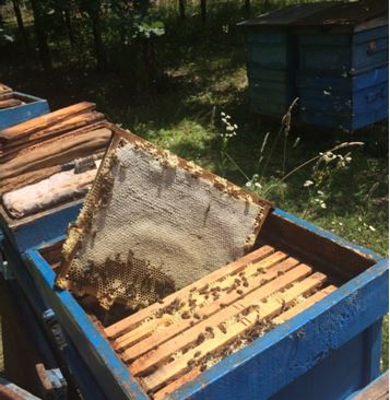Україна збільшила експорт меду майже на третину 
