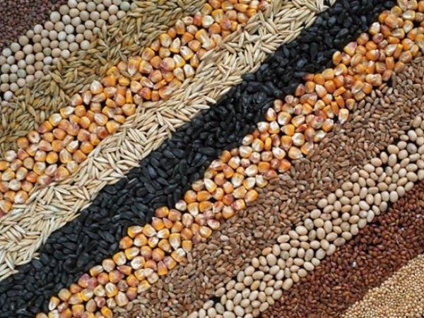 2018 року експорт українського зерна приніс рекордні за часів незалежності 7,2 млрд дол. США – Інститут аграрної економіки