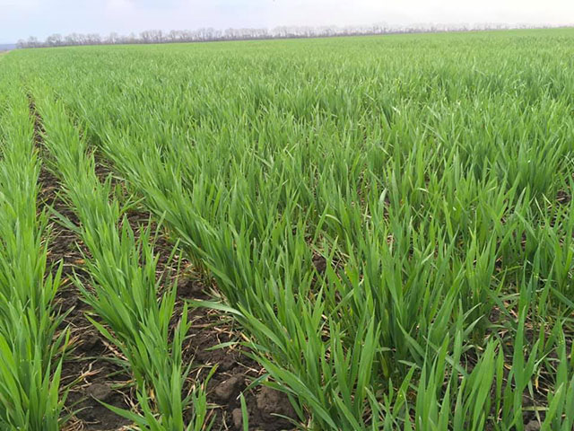  Науковці ДУ Інститут зернових культур прогнозують добрий врожай озимої пшениці