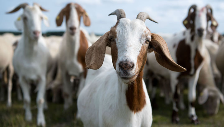 Племінне поголів’я кіз в Україні становить близько 2000 голів, — НААН