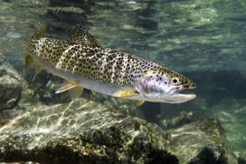 6 вересня відбудеться засідання Робочої групи з розвитку форелівництва в Україні 6 вересня відбудеться засідання Робочої групи з розвитку форелівництва в Україні