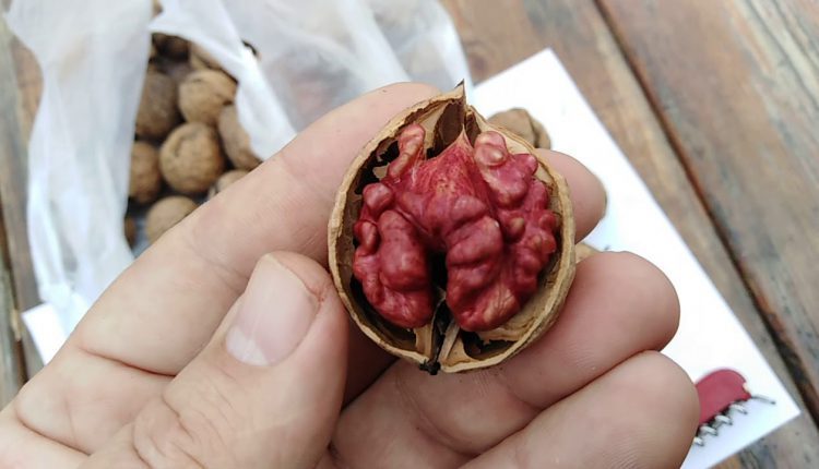 Фермер з Кіровоградщини вирощує незвичайні горіхи з червоним ядром