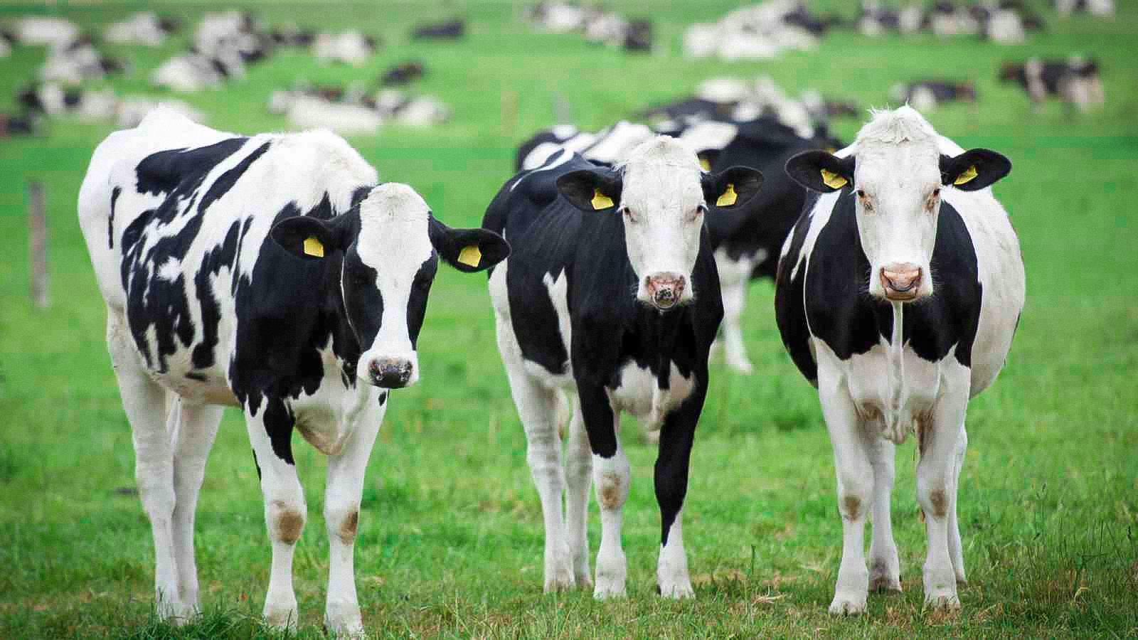 Скотарство втратило зростаючу динаміку доходності у 2018 році – Інститут аграрної економіки
