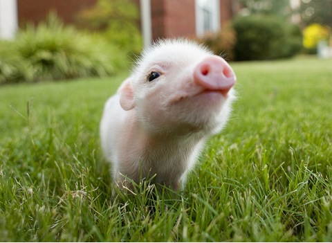 До кінця 2018 року свинина може подорожчати на 10% – Інститут аграрної економіки