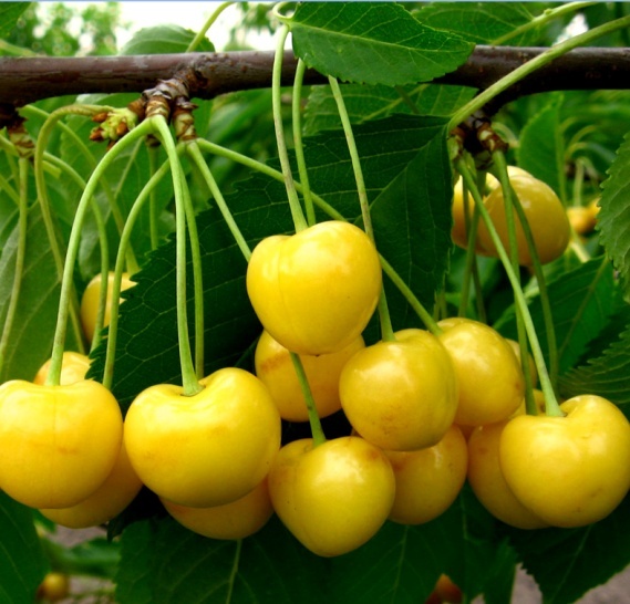 ����: �������� 309 ���� �� ������������ ����� ����� �������� ������ � ��������� �� �����������  