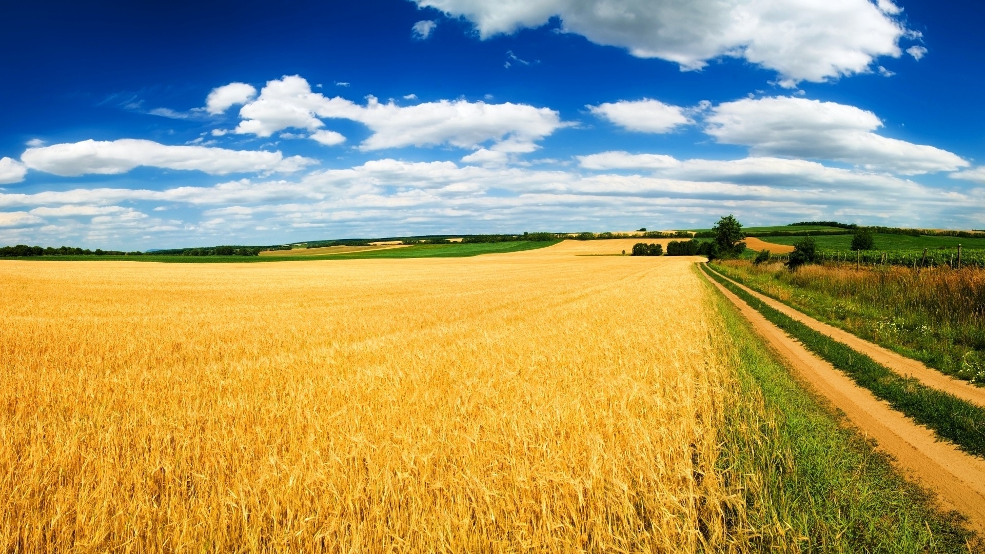ДУ «Інститут зернових культур НААН України» презентує ІННОВАЦІЙНУ АГРОСТРАТЕГІЮ 2020 (Особливості вирощування сільськогосподарських культур в Степу України в 2020 році)