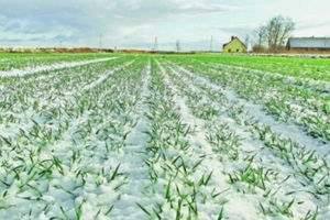 ����: �� ������� ������� ���� ������� ������, ��������� ������ �� 97%